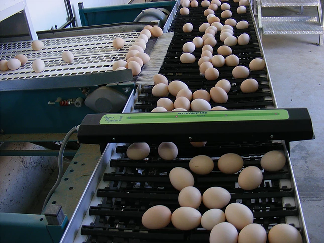 N Series Egg Counter