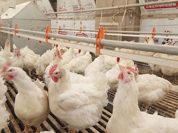 Breeder Poultry Floor nipple watering system